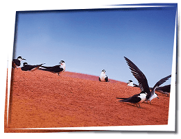 Bird Finder tour - tours & activities