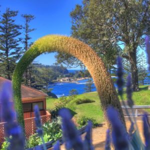 Shearwater Norfolk Island